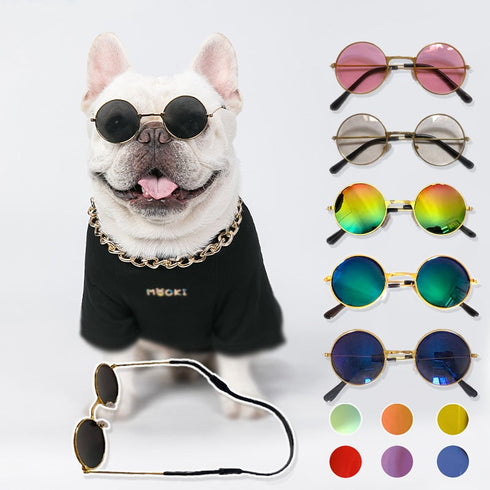 Lunettes de couleur pour chien